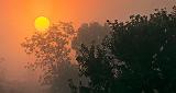 Trees In Foggy Sunrise_45777-9